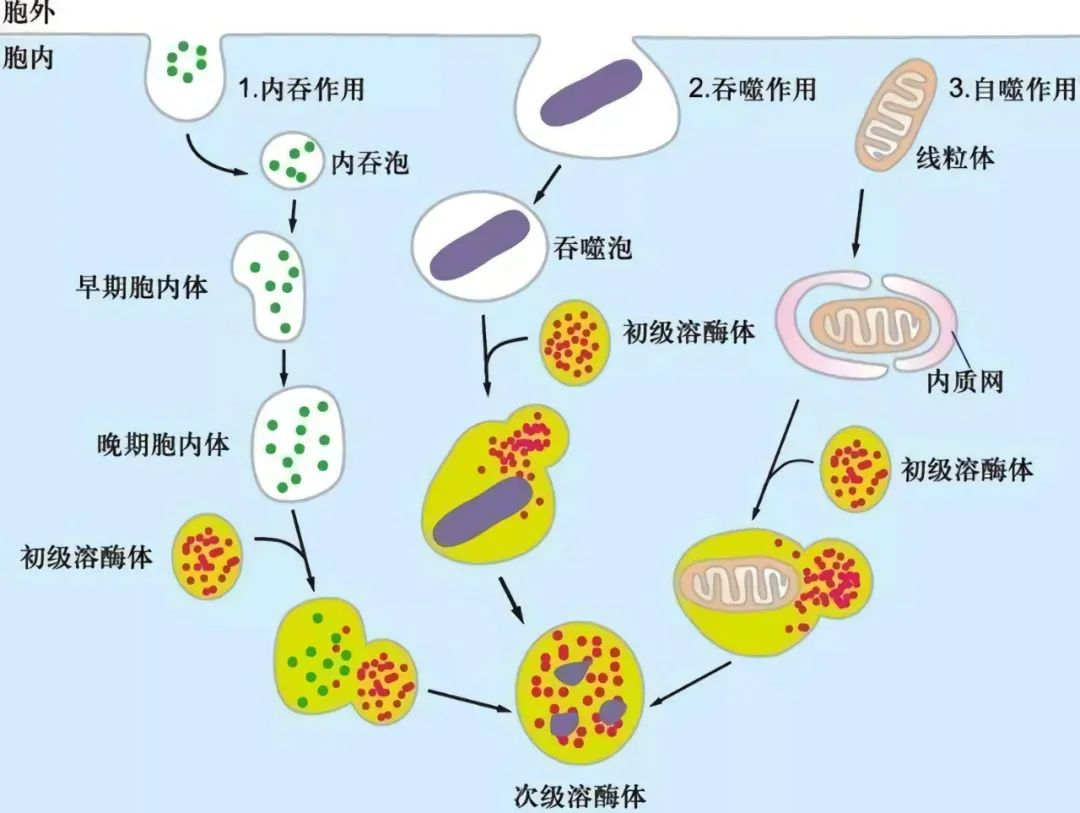 意大利贵宾会-贵宾会官方网站入口