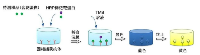 意大利贵宾会-贵宾会官方网站入口