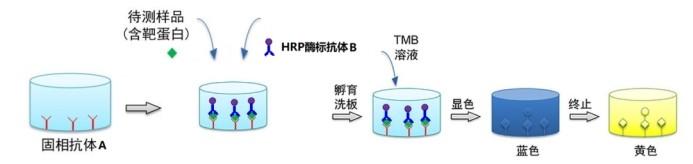 意大利贵宾会-贵宾会官方网站入口