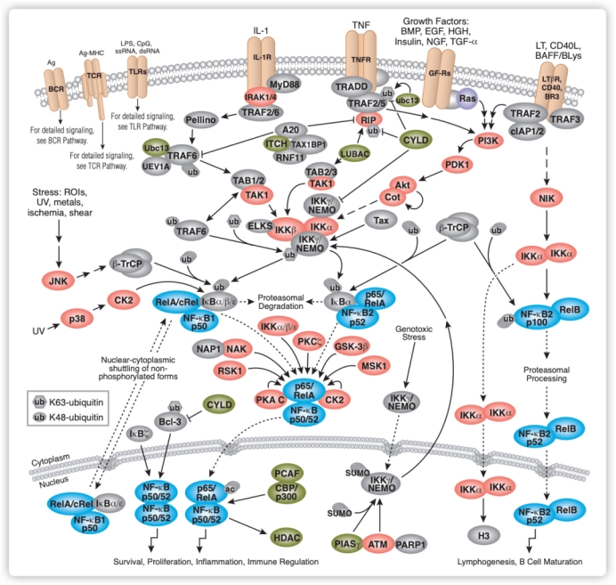 意大利贵宾会-贵宾会官方网站入口