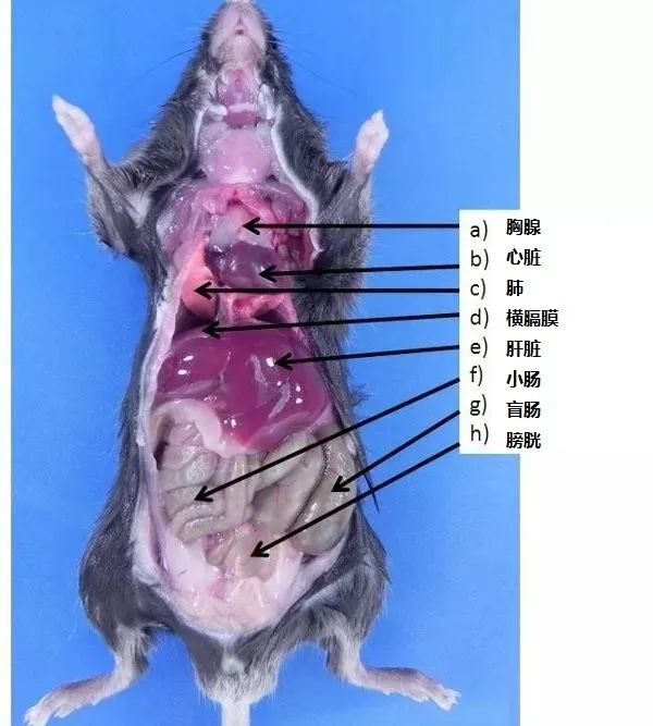 意大利贵宾会-贵宾会官方网站入口