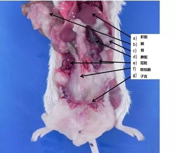意大利贵宾会-贵宾会官方网站入口