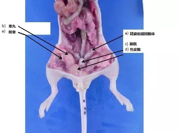 意大利贵宾会-贵宾会官方网站入口