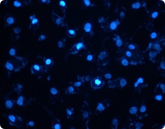意大利贵宾会-贵宾会官方网站入口