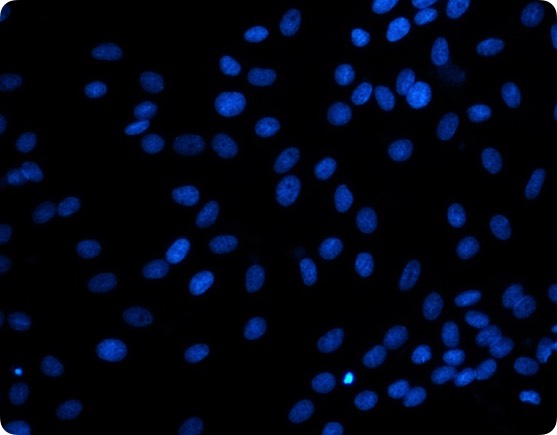 意大利贵宾会-贵宾会官方网站入口