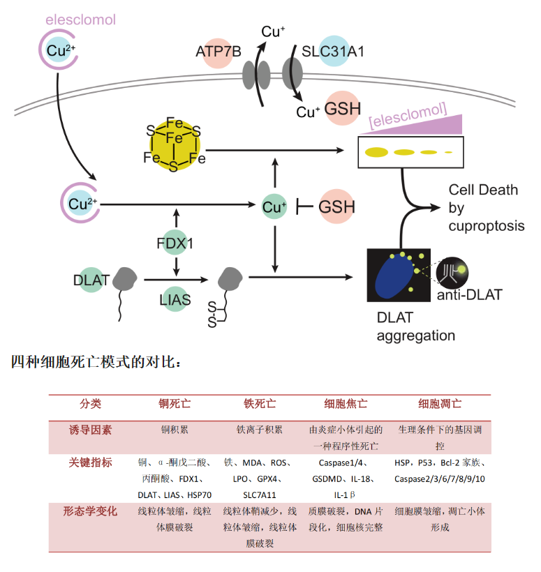 意大利贵宾会-贵宾会官方网站入口