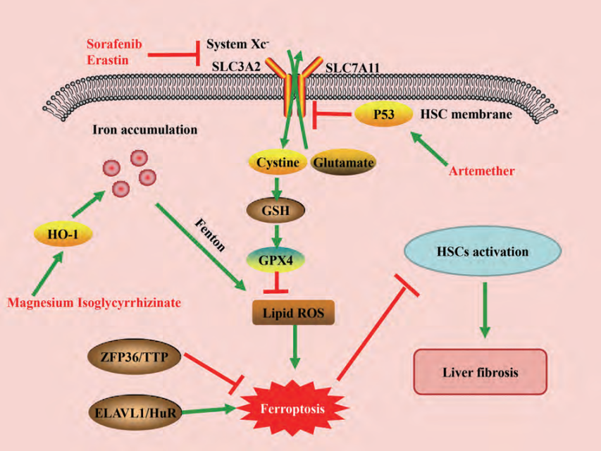 意大利贵宾会-贵宾会官方网站入口