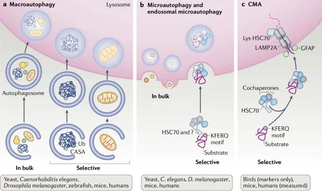 意大利贵宾会-贵宾会官方网站入口