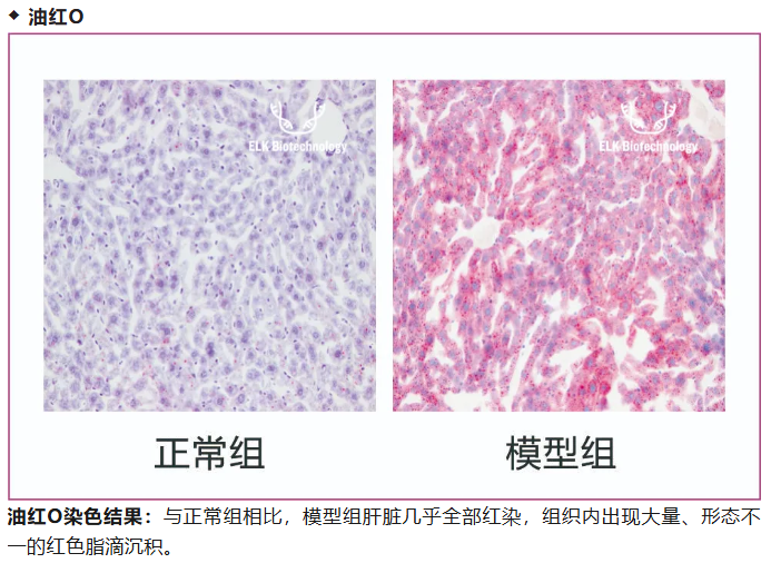 意大利贵宾会-贵宾会官方网站入口