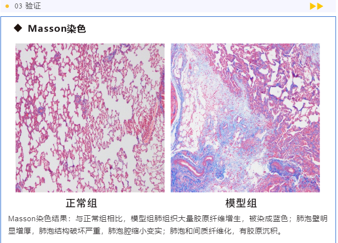 意大利贵宾会-贵宾会官方网站入口