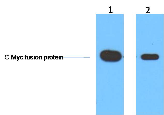 意大利贵宾会-贵宾会官方网站入口