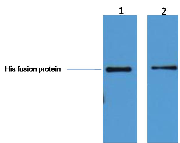 意大利贵宾会-贵宾会官方网站入口