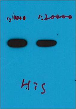 意大利贵宾会-贵宾会官方网站入口