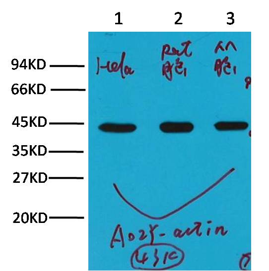 意大利贵宾会-贵宾会官方网站入口