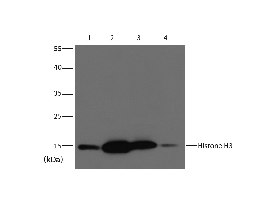意大利贵宾会-贵宾会官方网站入口