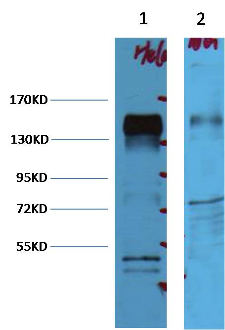 意大利贵宾会-贵宾会官方网站入口