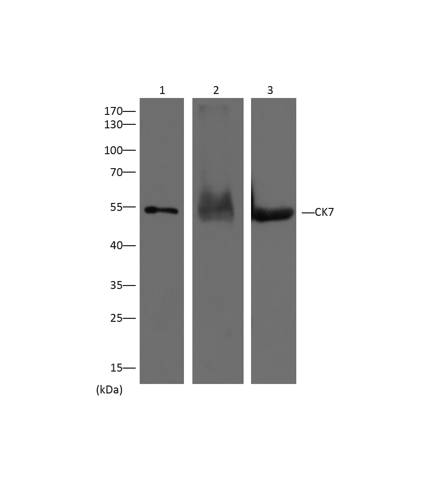 意大利贵宾会-贵宾会官方网站入口