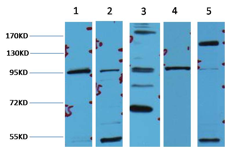 意大利贵宾会-贵宾会官方网站入口