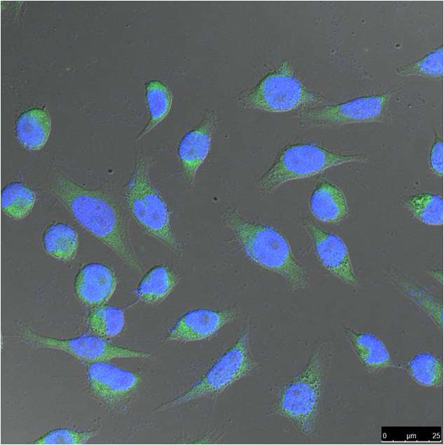 意大利贵宾会-贵宾会官方网站入口