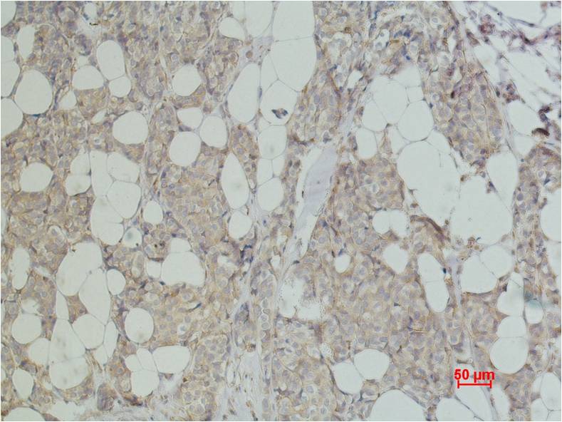 意大利贵宾会-贵宾会官方网站入口