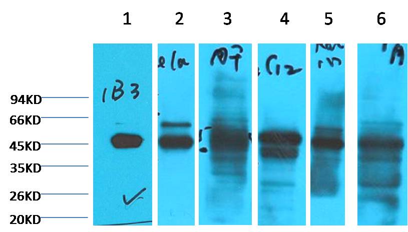 意大利贵宾会-贵宾会官方网站入口