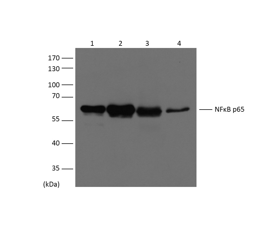 意大利贵宾会-贵宾会官方网站入口