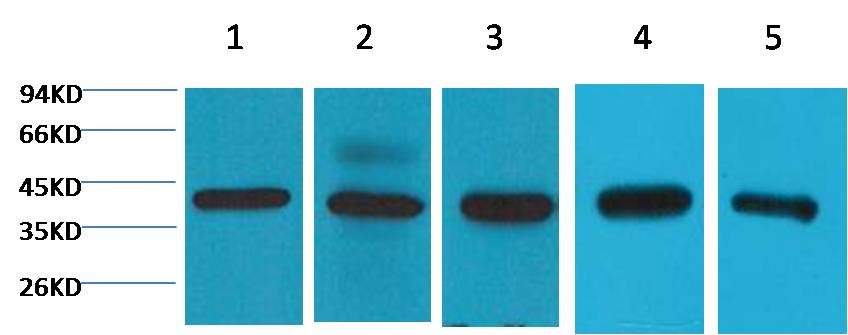 意大利贵宾会-贵宾会官方网站入口