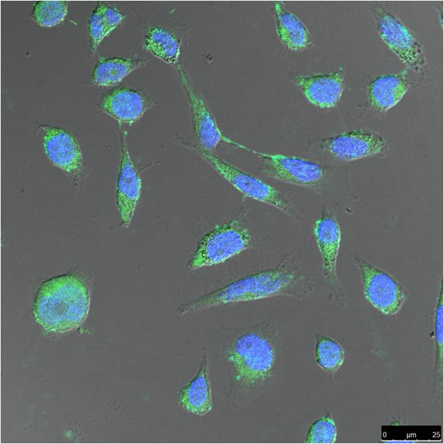 意大利贵宾会-贵宾会官方网站入口