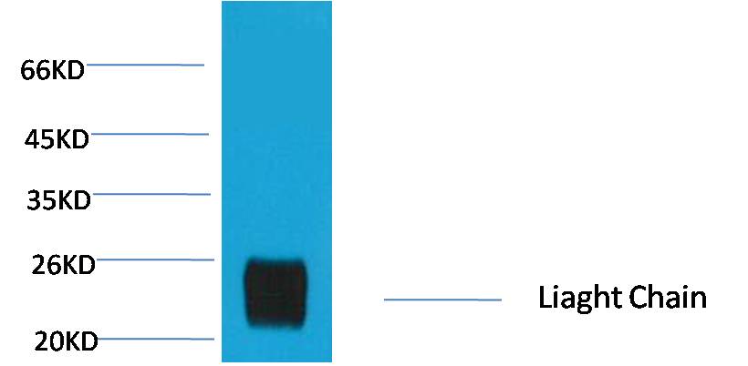 意大利贵宾会-贵宾会官方网站入口