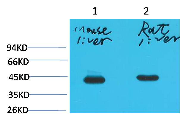 意大利贵宾会-贵宾会官方网站入口