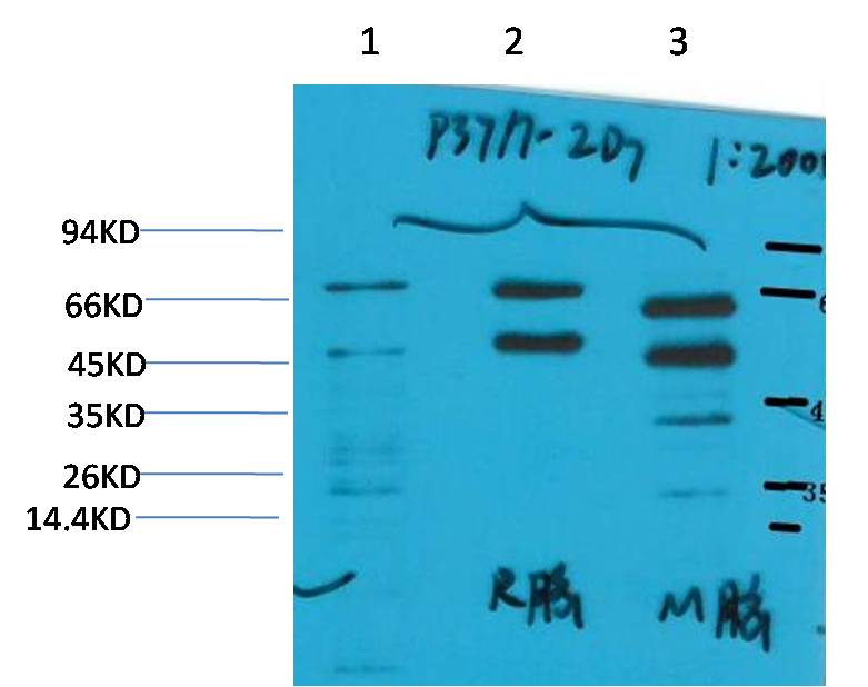 意大利贵宾会-贵宾会官方网站入口