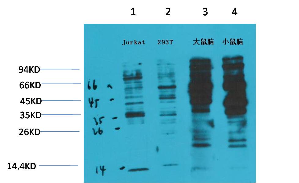 意大利贵宾会-贵宾会官方网站入口