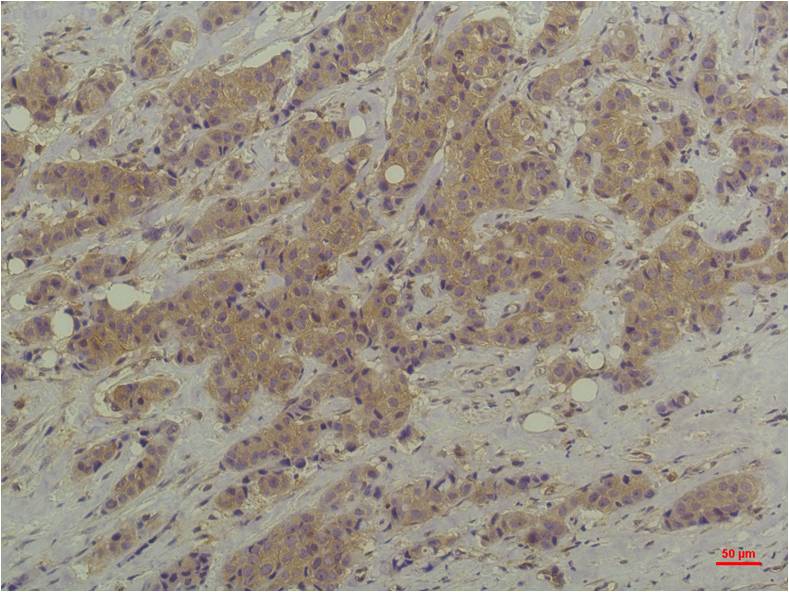 意大利贵宾会-贵宾会官方网站入口