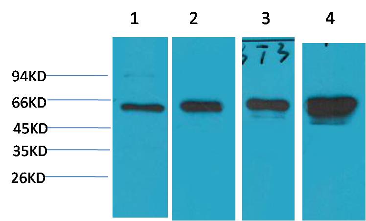 意大利贵宾会-贵宾会官方网站入口