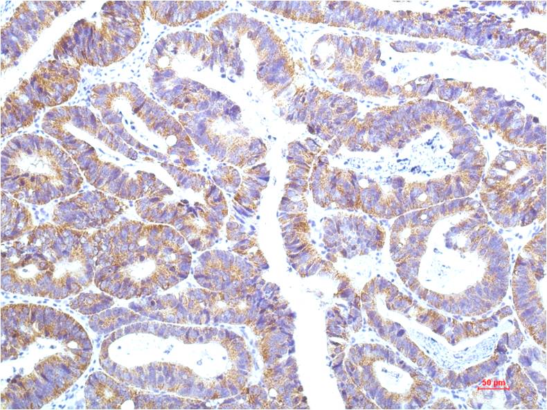 意大利贵宾会-贵宾会官方网站入口