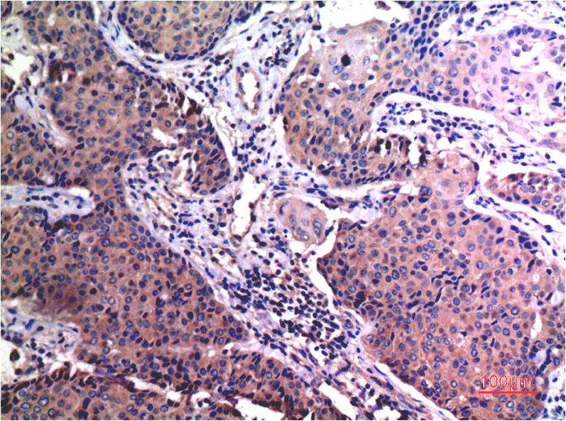 意大利贵宾会-贵宾会官方网站入口