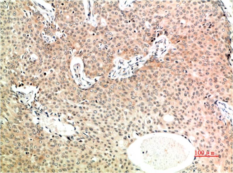 意大利贵宾会-贵宾会官方网站入口