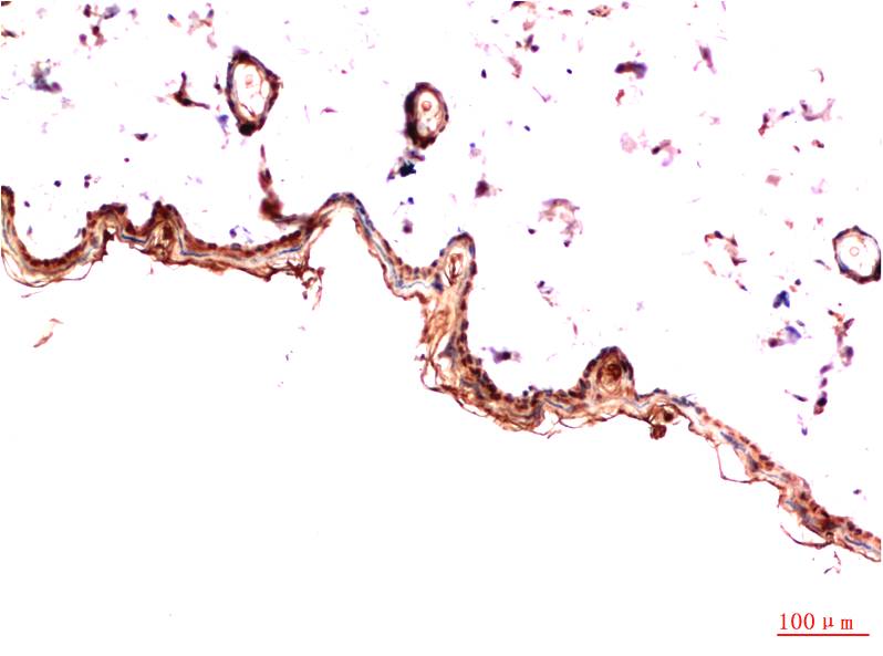 意大利贵宾会-贵宾会官方网站入口