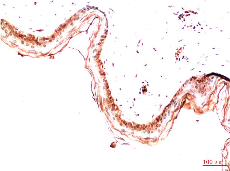 意大利贵宾会-贵宾会官方网站入口