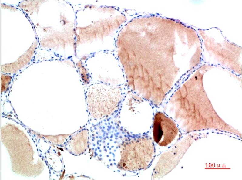 意大利贵宾会-贵宾会官方网站入口