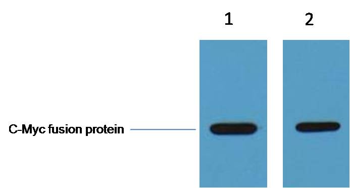 意大利贵宾会-贵宾会官方网站入口