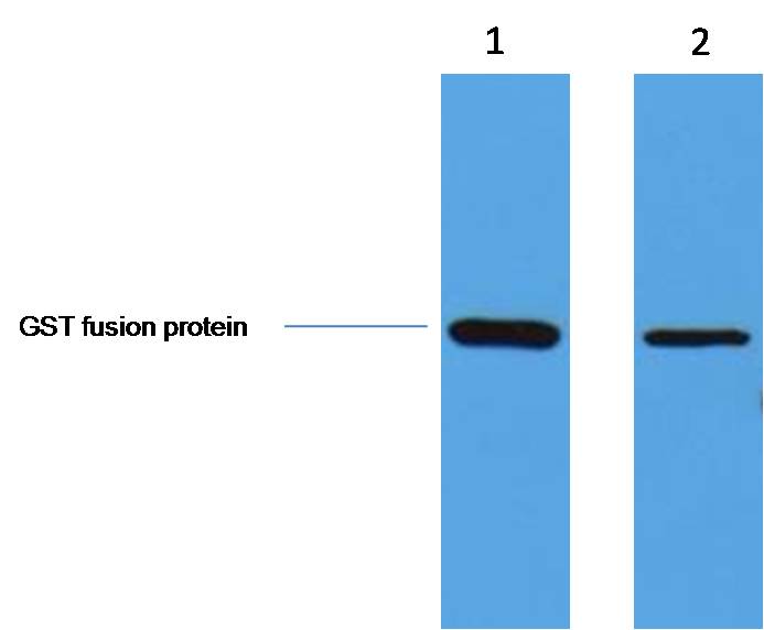 意大利贵宾会-贵宾会官方网站入口