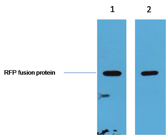 意大利贵宾会-贵宾会官方网站入口