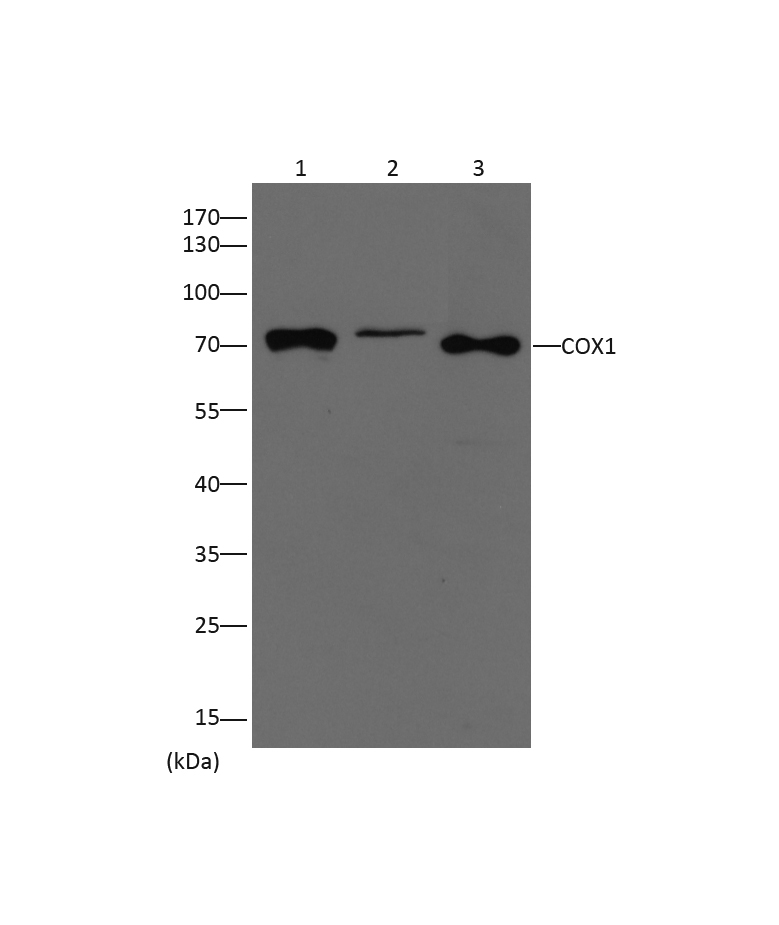 意大利贵宾会-贵宾会官方网站入口