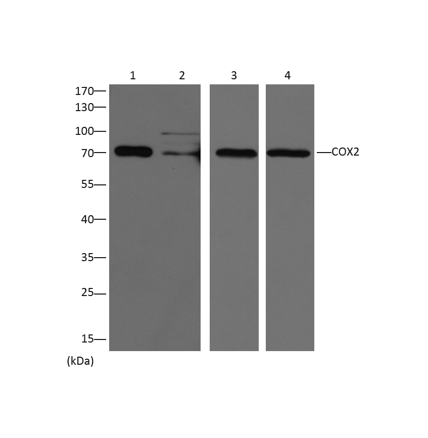 意大利贵宾会-贵宾会官方网站入口