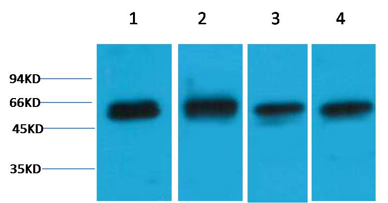 意大利贵宾会-贵宾会官方网站入口