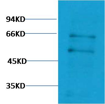 意大利贵宾会-贵宾会官方网站入口