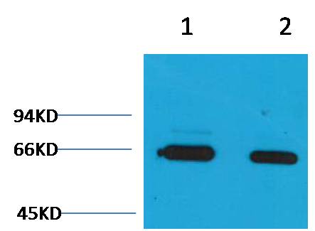 意大利贵宾会-贵宾会官方网站入口