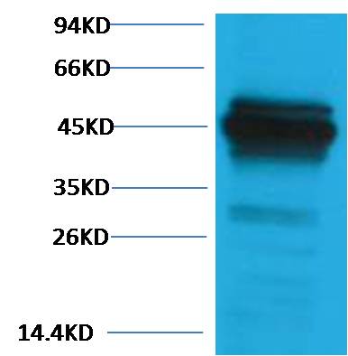 意大利贵宾会-贵宾会官方网站入口