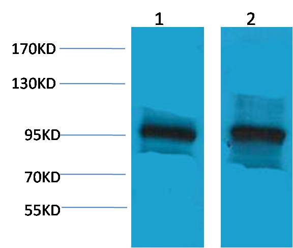 意大利贵宾会-贵宾会官方网站入口